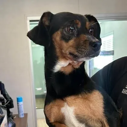 An adult small-sized female Black Chihuahua dog named 26-1433 for adoption in Los Banos, CA