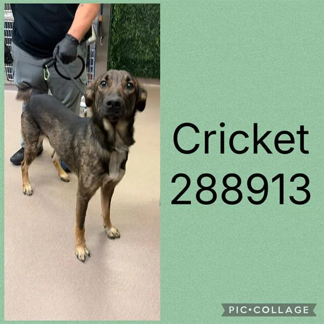 A young large-sized male German Shepherd Dog dog named Cricket for adoption in Macon, GA