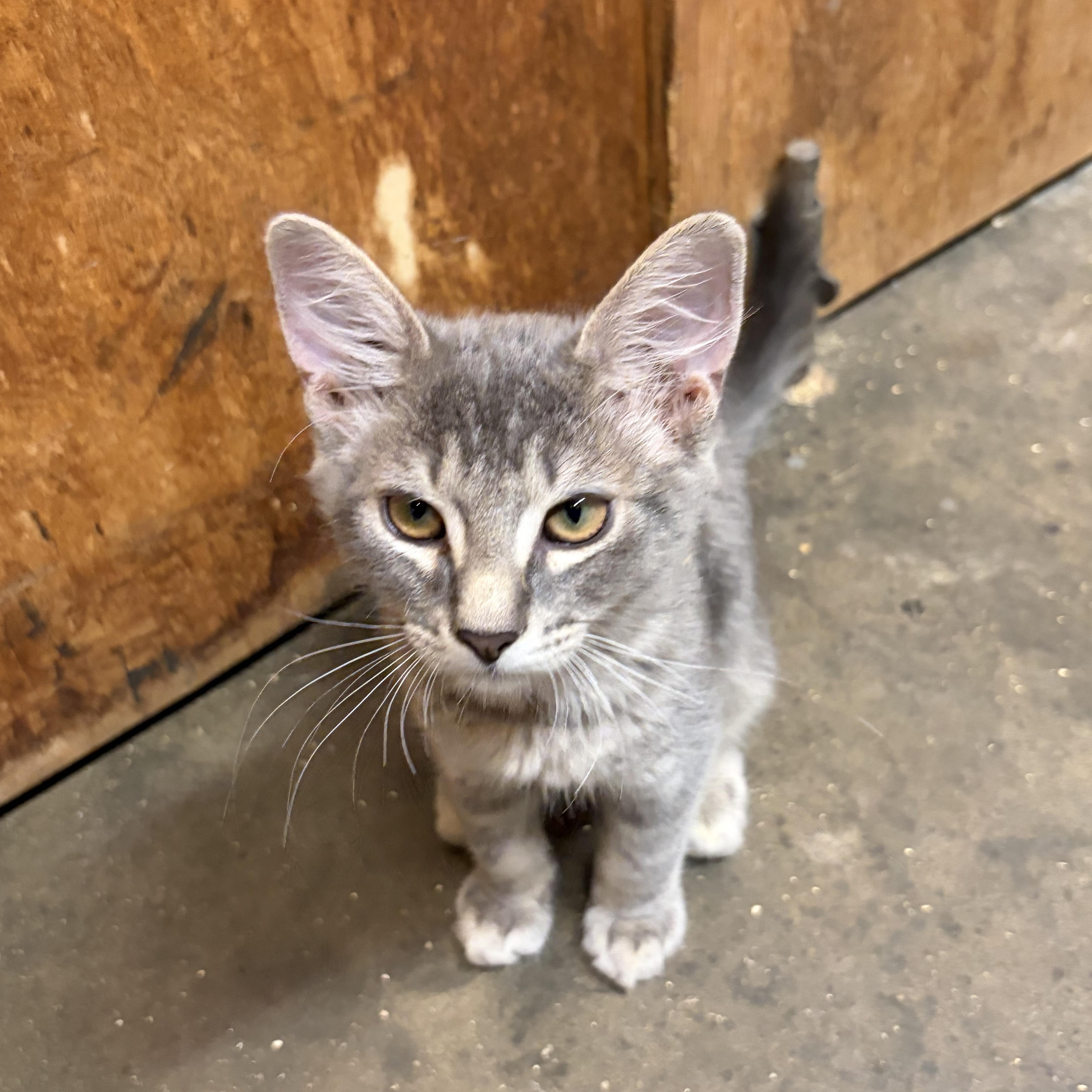 A young medium-sized female Gray / Blue / Silver Domestic Medium Hair cat named Wendy for adoption in Belmont, NC
