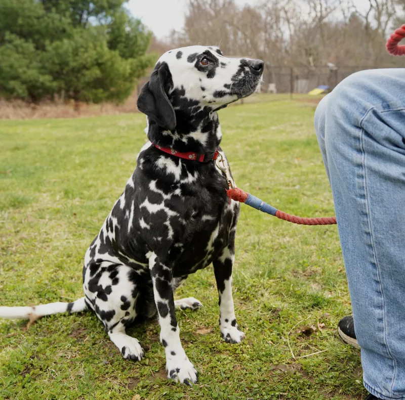 A young medium-sized female Black Dalmatian dog named Coco for adoption in Scituate, MA