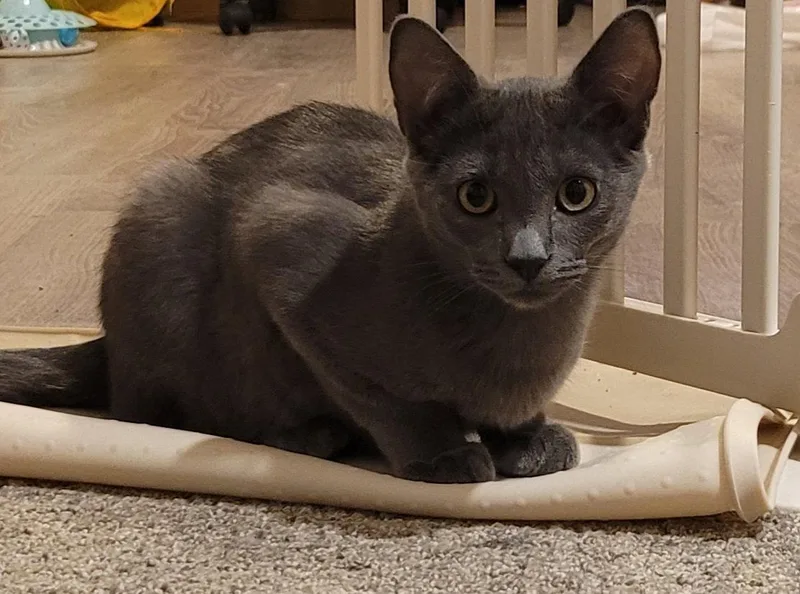 A young medium-sized male Domestic Short Hair cat named Fig for adoption in Evergreen, CO