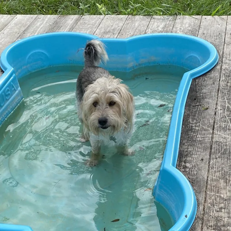 Deeohgee thumbnail 3