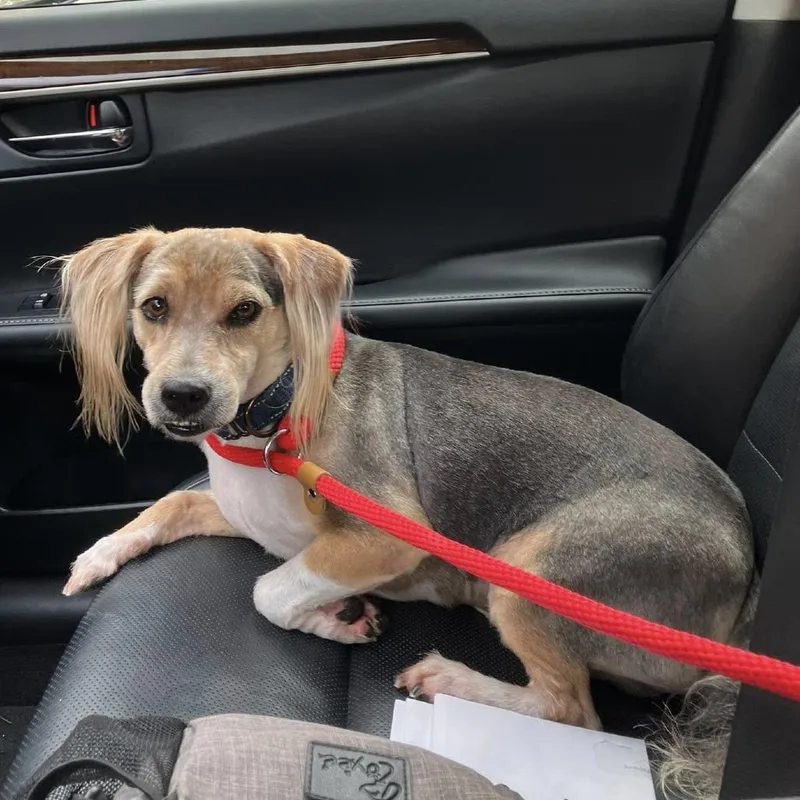 Deeohgee thumbnail 4