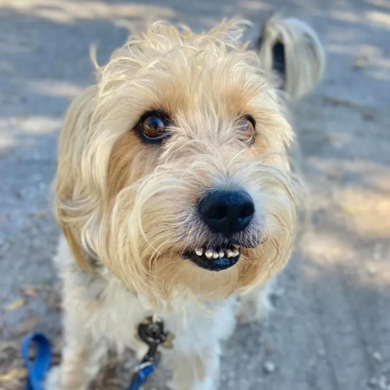 Deeohgee thumbnail 6