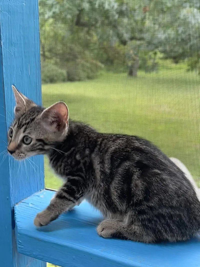 A baby medium-sized male Domestic Short Hair cat named Ploughboy for adoption in Trenton, NJ