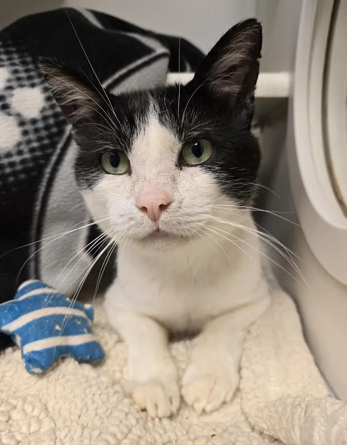 An adult medium-sized male Black & White / Tuxedo Domestic Short Hair cat named Rodriguez for adoption in Bellingham, WA