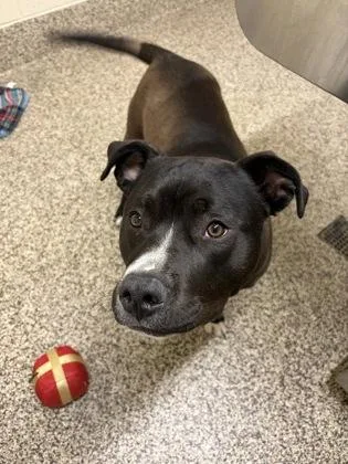 An adult large-sized male Pit Bull Terrier dog named Patch for adoption in Westland, MI