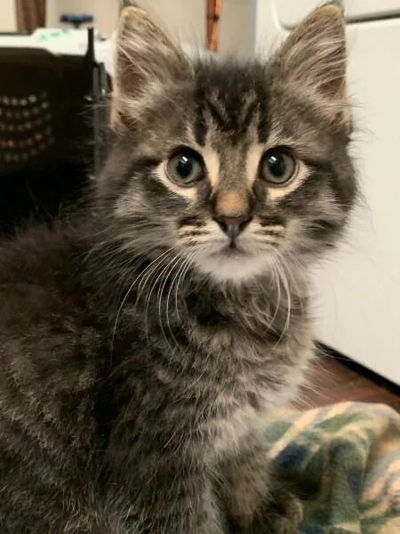 A baby small-sized male Tabby (Brown / Chocolate) Domestic Short Hair cat named Enoch for adoption in Anoka, MN