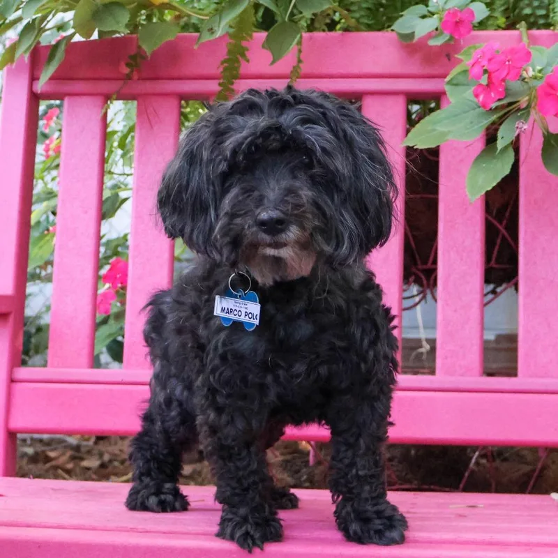 A senior small-sized male Black Yorkshire Terrier dog named Marco Polo for adoption in Wake Forest, NC
