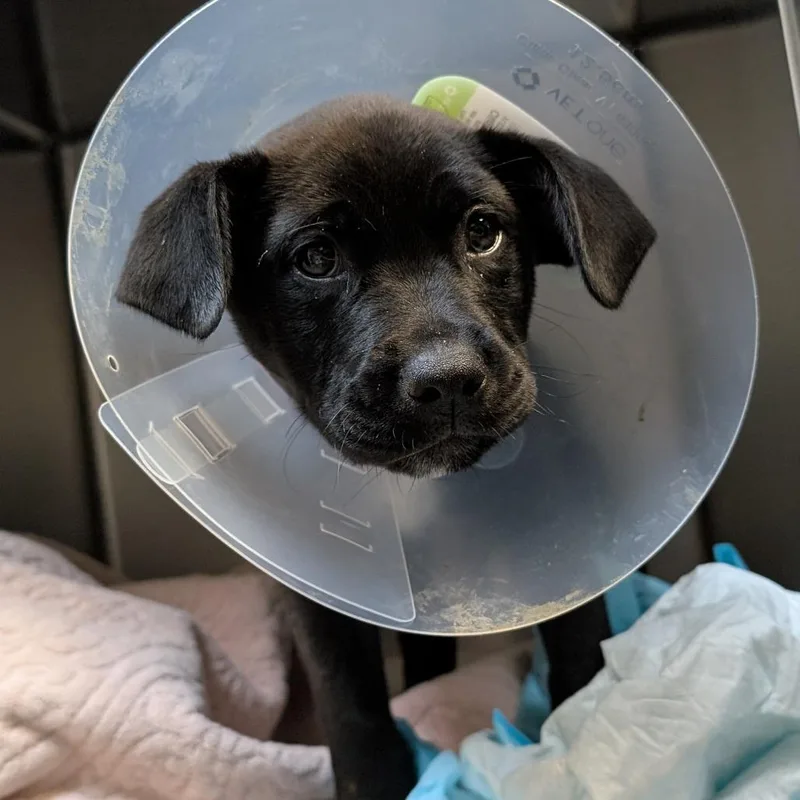 A baby small-sized female Black Labrador Retriever dog named Coco for adoption in Pasadena, CA