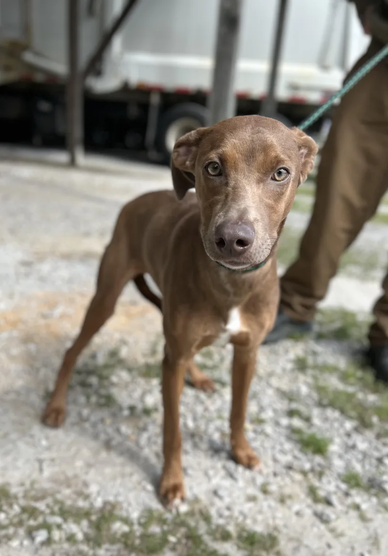 A baby medium-sized female Yellow / Tan / Blond / Fawn Doberman Pinscher dog named Taylor for adoption in Manchester, TN