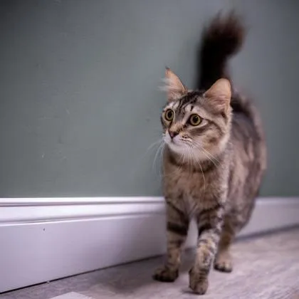 Ambrose Katter