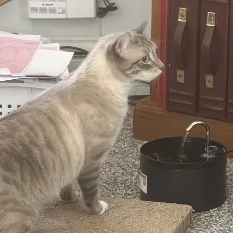 George Gonzola Bac thumbnail 2