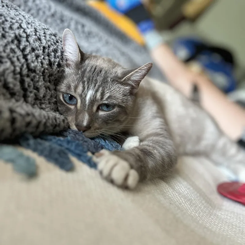 George Gonzola Bac thumbnail 3