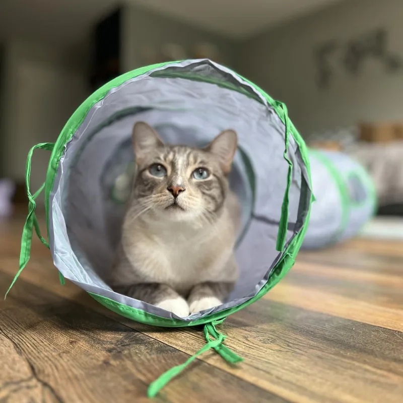 George Gonzola Bac thumbnail 5