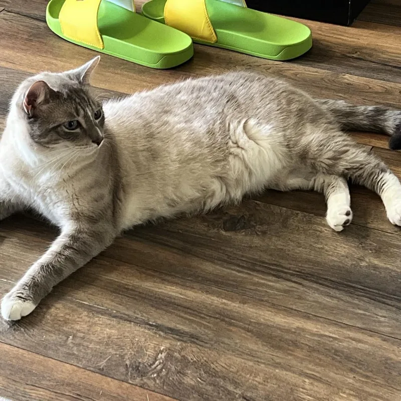 George Gonzola Bac thumbnail 6