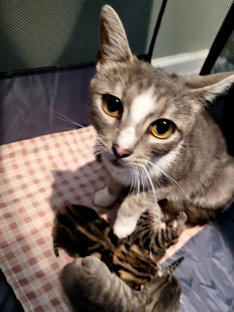 An adult small-sized female Domestic Short Hair cat named Biya for adoption in Trenton, NJ