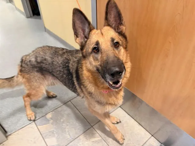 A young large-sized female German Shepherd Dog dog named Gretchen for adoption in Tustin, CA