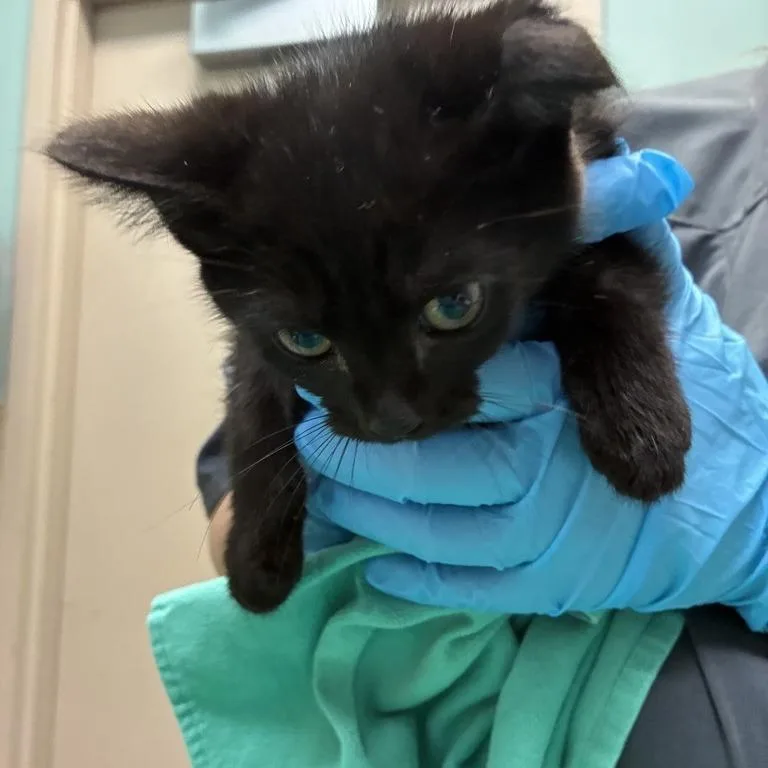 A baby small-sized female Black Domestic Short Hair cat named Sandy Cheeks for adoption in Tacoma, WA