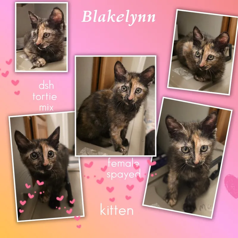 Blakelynn ORT thumbnail 3