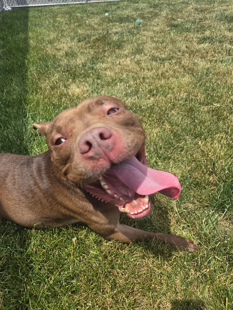 An adult medium-sized male Brown / Chocolate Terrier dog named Buddha for adoption in Joliet, IL