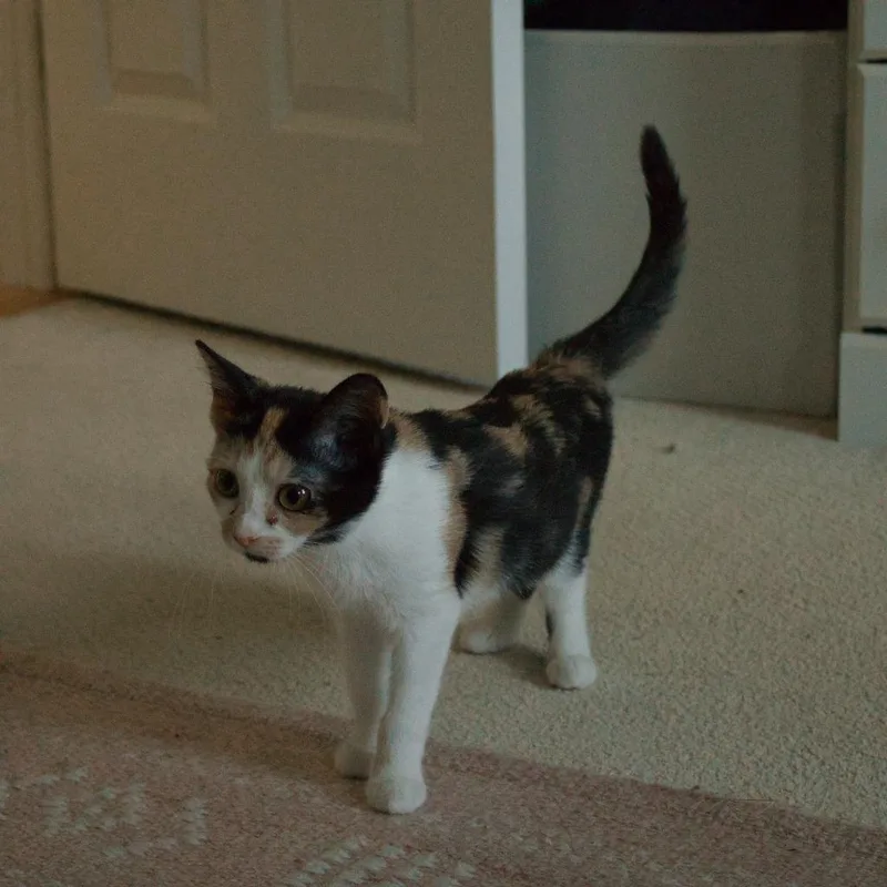 GiGi