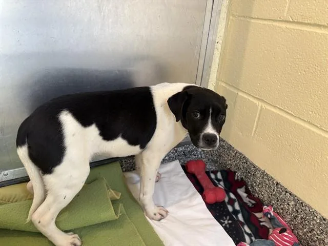 A baby medium-sized female Labrador Retriever dog named Carrie for adoption in Brewster, MA