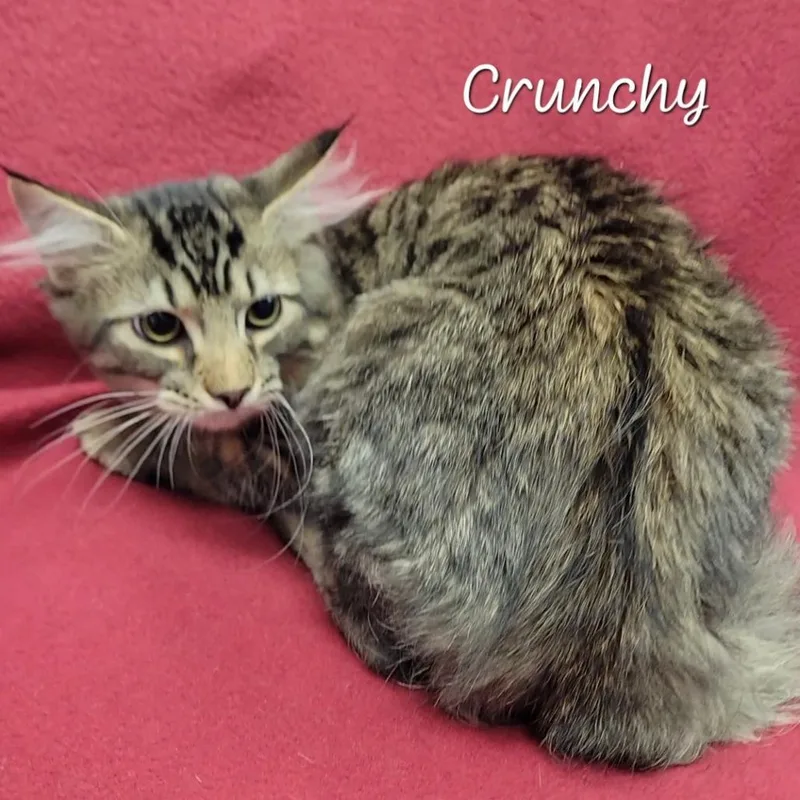 A baby medium-sized male Brown / Chocolate Domestic Long Hair cat named Crunchy for adoption in Parkersburg, WV