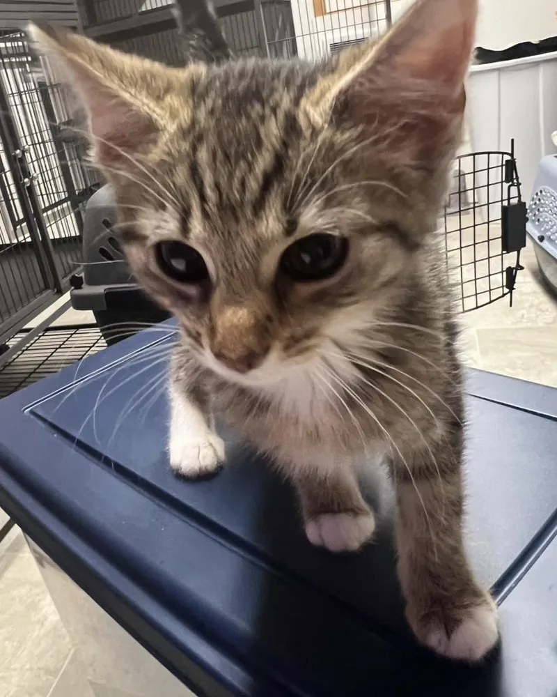 A baby small-sized female Tabby cat named Maisey for adoption in Richmond Dale, OH