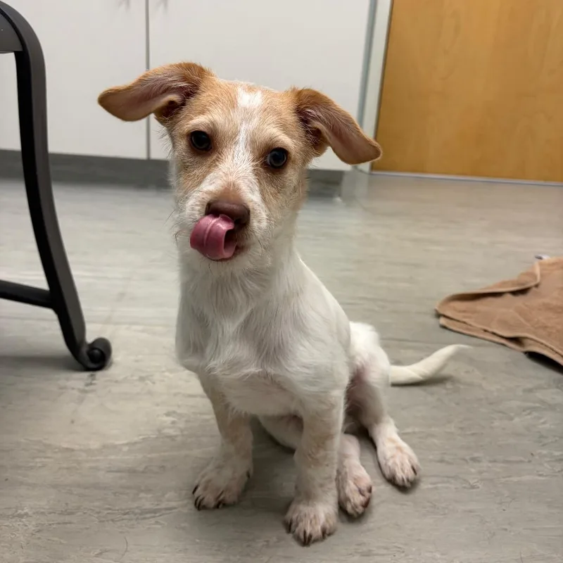 A baby small-sized male Terrier dog named Pail for adoption in Winder, GA