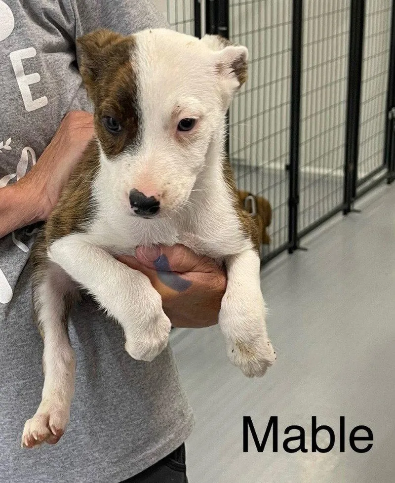 A baby medium-sized female Terrier dog named Mable for adoption in Saint George, UT