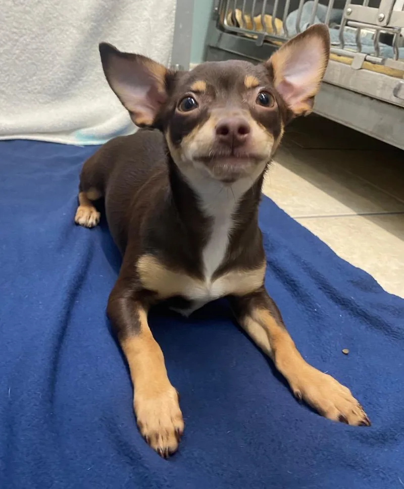 A baby small-sized female Chihuahua dog named Malibu for adoption in Fall River, MA