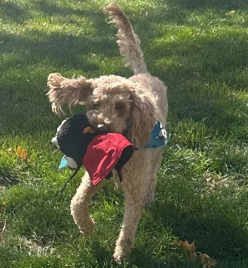 An adult medium-sized male Standard Poodle dog named Captain Coco for adoption in Salt Lake City, UT