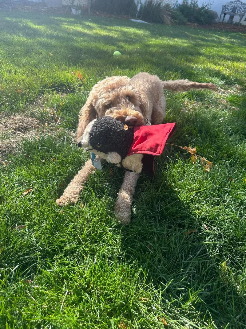 Captain Coco thumbnail 2