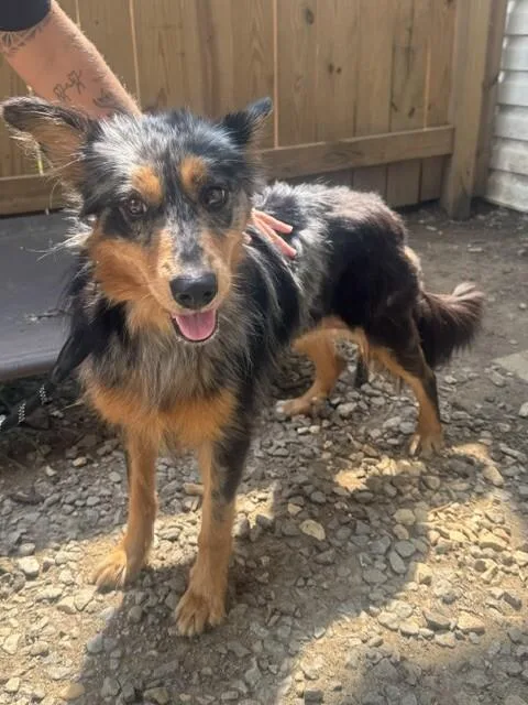 An adult medium-sized female Merle (Blue) Australian Shepherd dog named Ila for adoption in Fredericksburg, VA