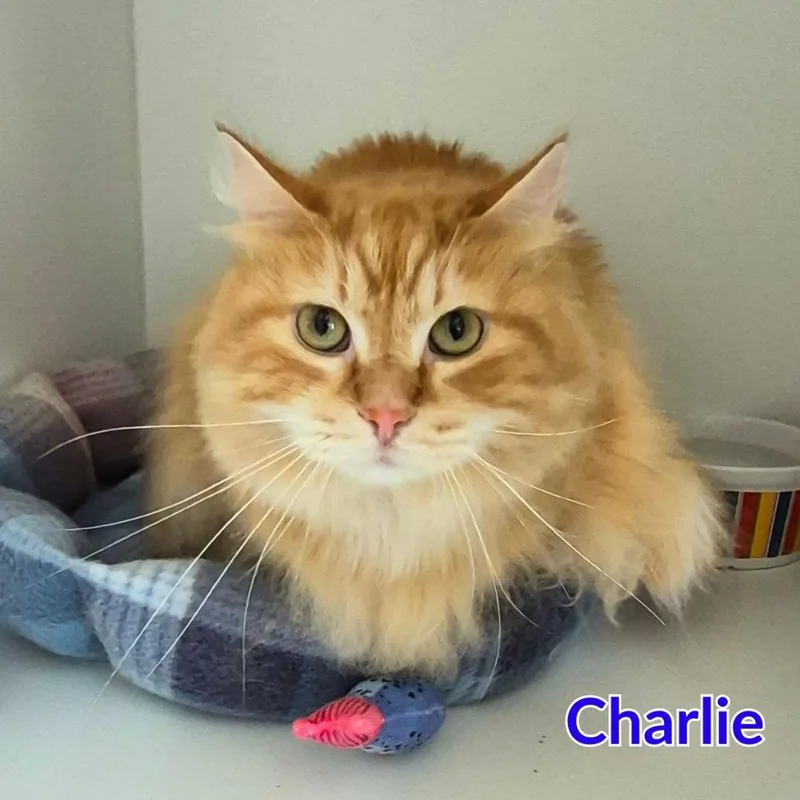 An adult medium-sized male Domestic Long Hair cat named Charlie for adoption in North Saint Paul, MN