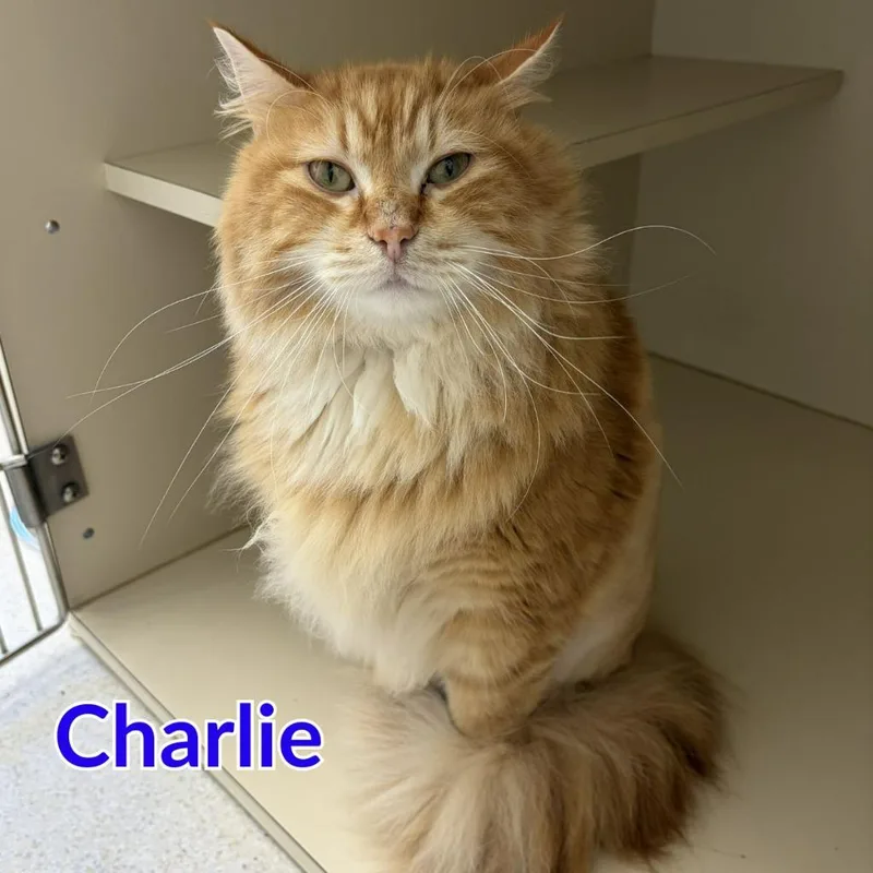 Charlie thumbnail 2