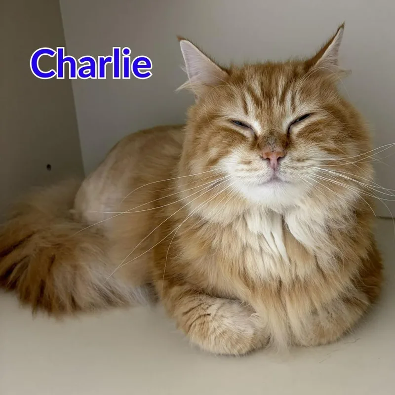 Charlie thumbnail 3