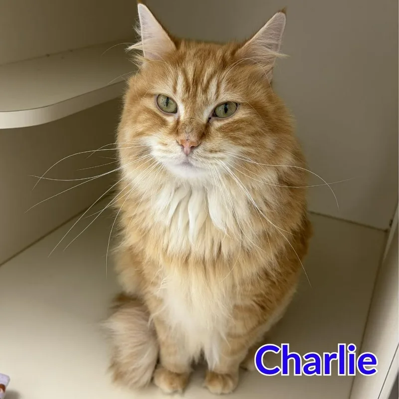Charlie thumbnail 4