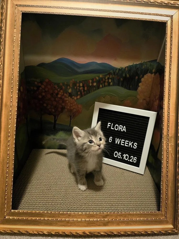 A baby small-sized female Gray / Blue / Silver Domestic Medium Hair cat named Flora for adoption in O'Fallon, MO