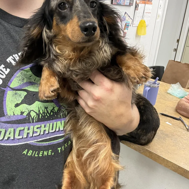 An adult small-sized female Black Dachshund (Long Haired) dog named Banana for adoption in Blue Springs, MO
