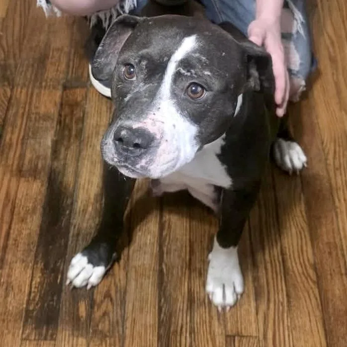 An adult medium-sized female American Staffordshire Terrier dog named Lark for adoption in Minneapolis, MN