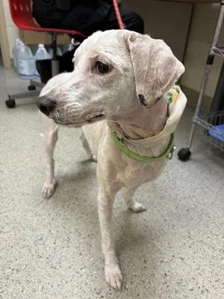 An adult small-sized female Poodle dog named Lilly for adoption in Fishers, IN