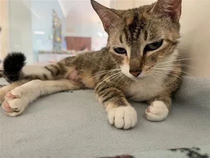 An adult medium-sized female Domestic Short Hair cat named Mary for adoption in Columbus, IN