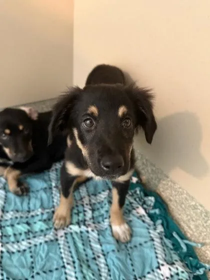 A baby small-sized female Labrador Retriever dog named Ali for adoption in Washington, DC