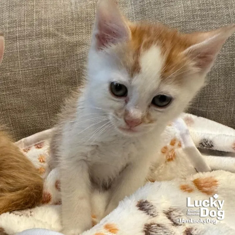 A baby medium-sized male Orange & White Domestic Short Hair cat named Ken for adoption in Washington, DC