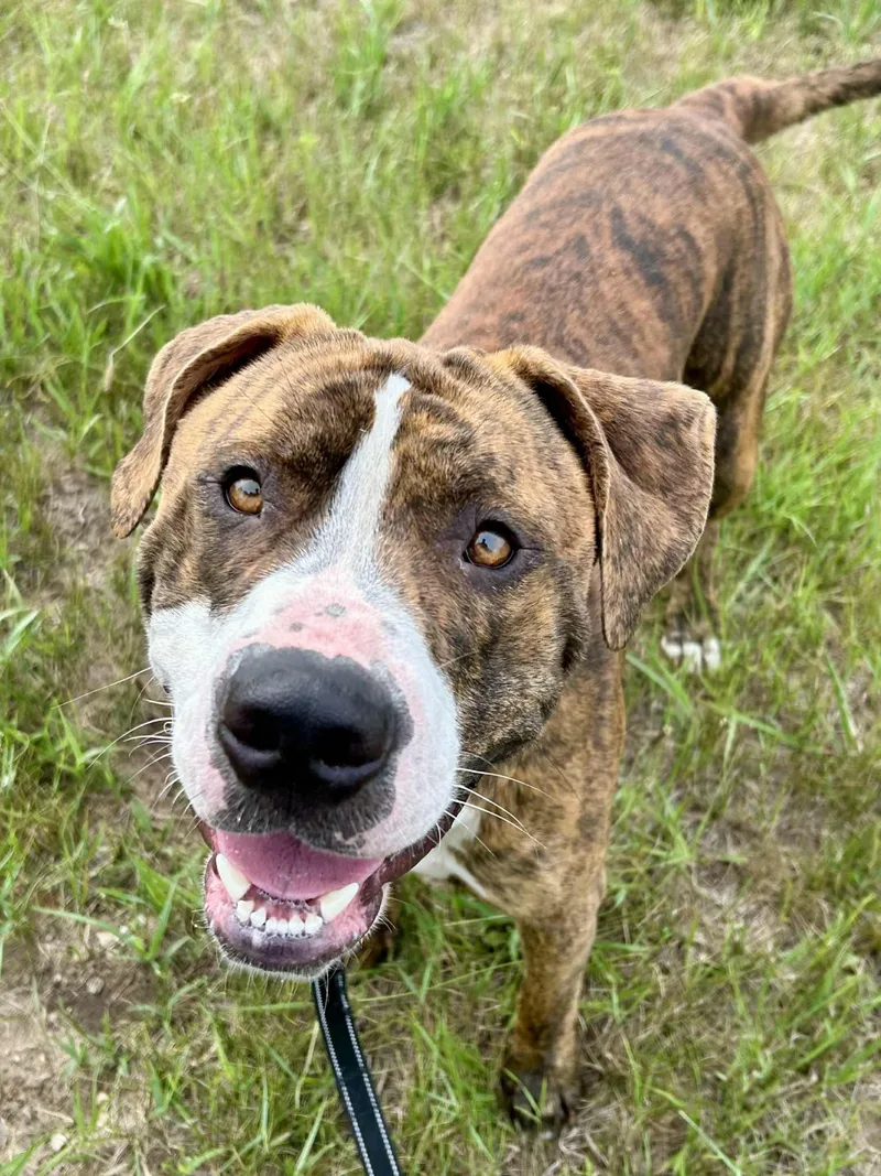 An adult large-sized male Brindle Boxer dog named Reggie for adoption in Shelby, MI