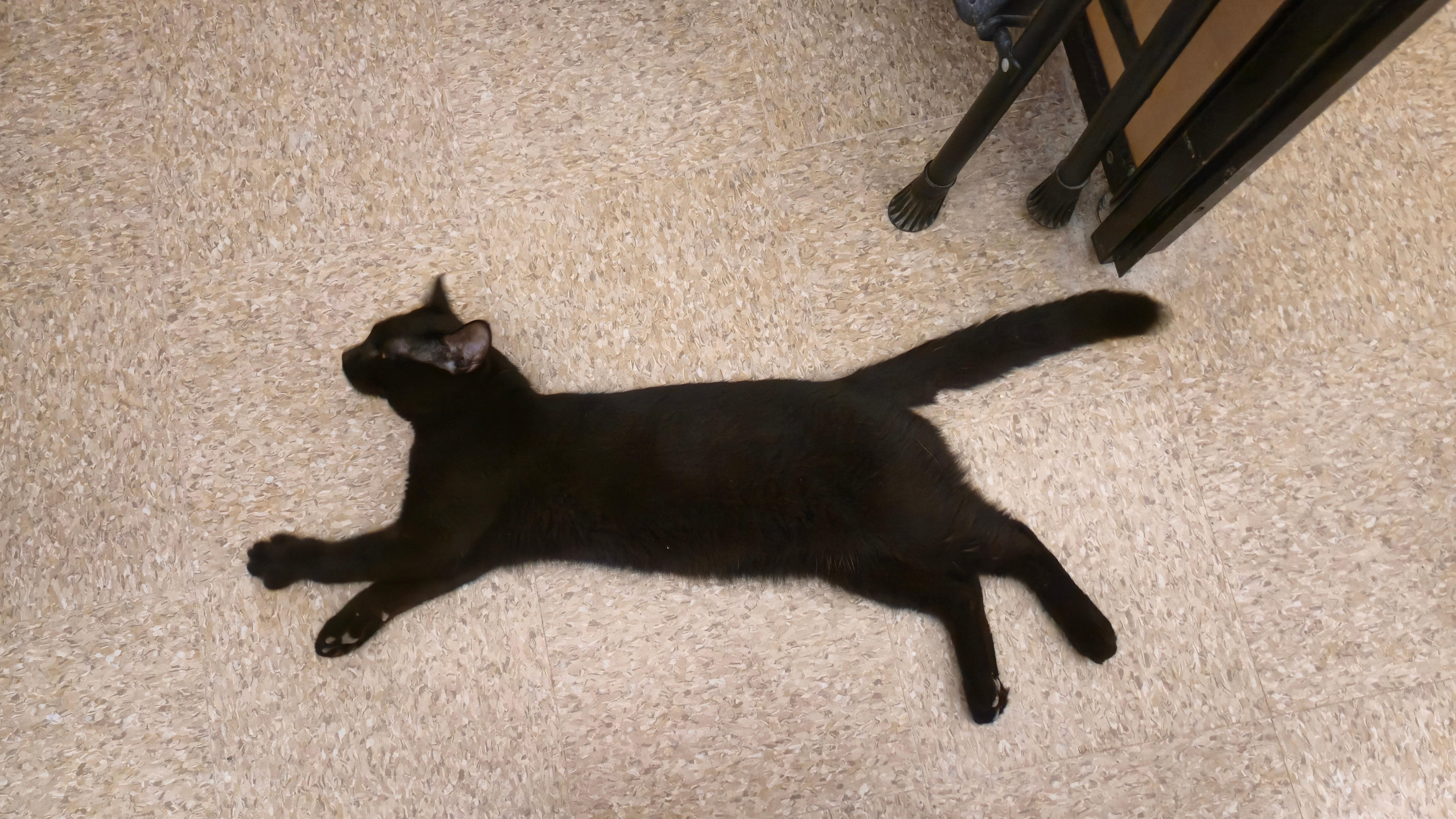A young medium-sized male Domestic Short Hair cat named Bk for adoption in Melrose, MA