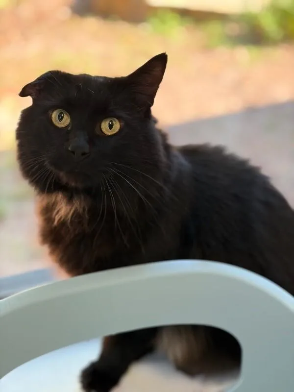 An adult medium-sized male Domestic Long Hair cat named Max for adoption in Marietta, GA