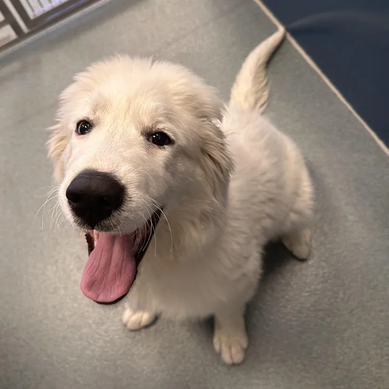 A baby extra large-sized female White / Cream Great Pyrenees dog named Bonnie for adoption in Chesapeake, VA
